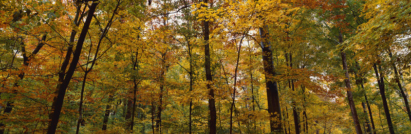 Autumn forest with golden leaves