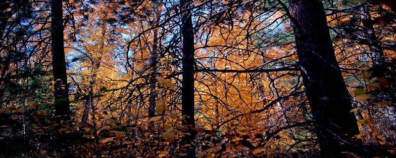 Autumn forest with golden leaves
