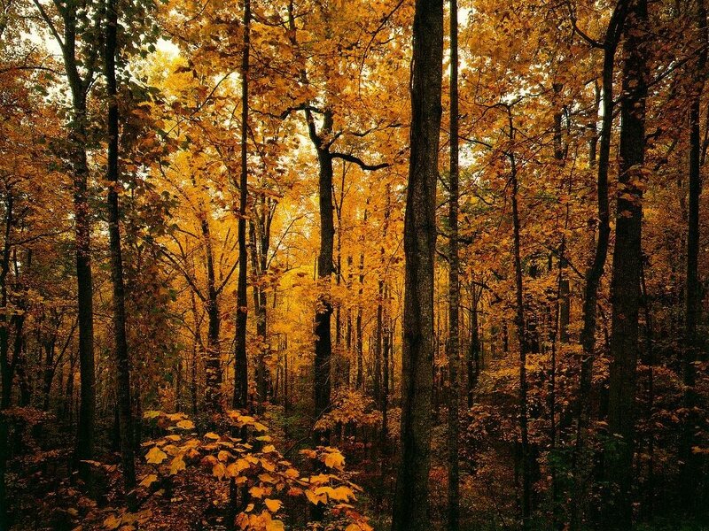 Autumn forest with golden leaves