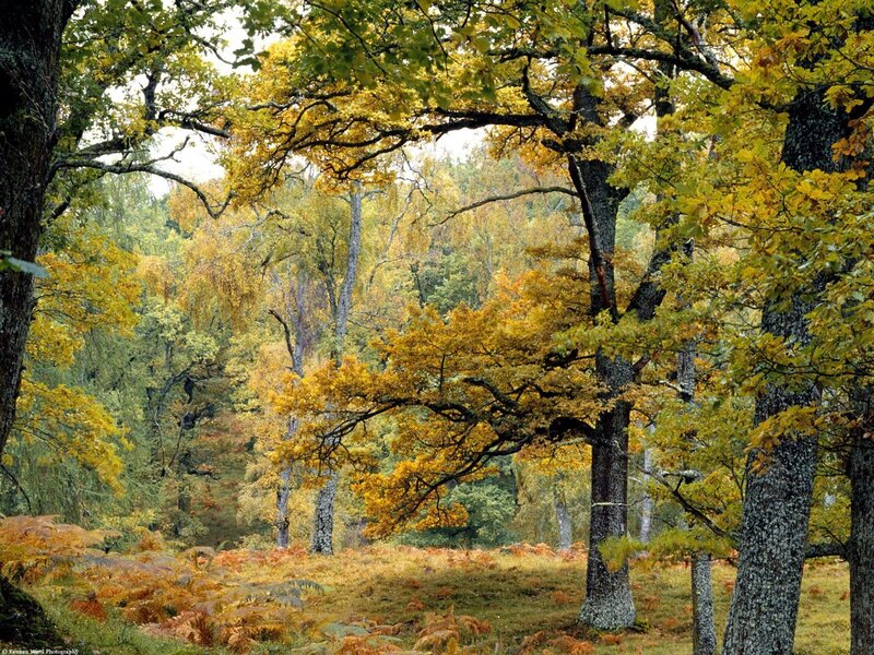 Autumn forest with golden leaves