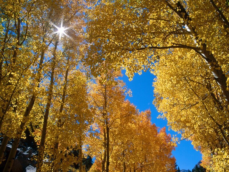 Autumn forest with golden leaves