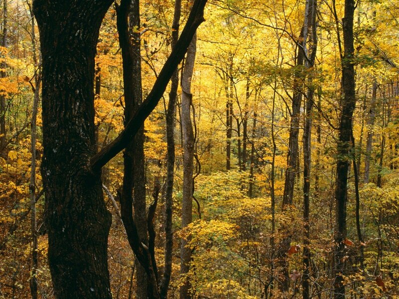 Autumn forest with golden leaves