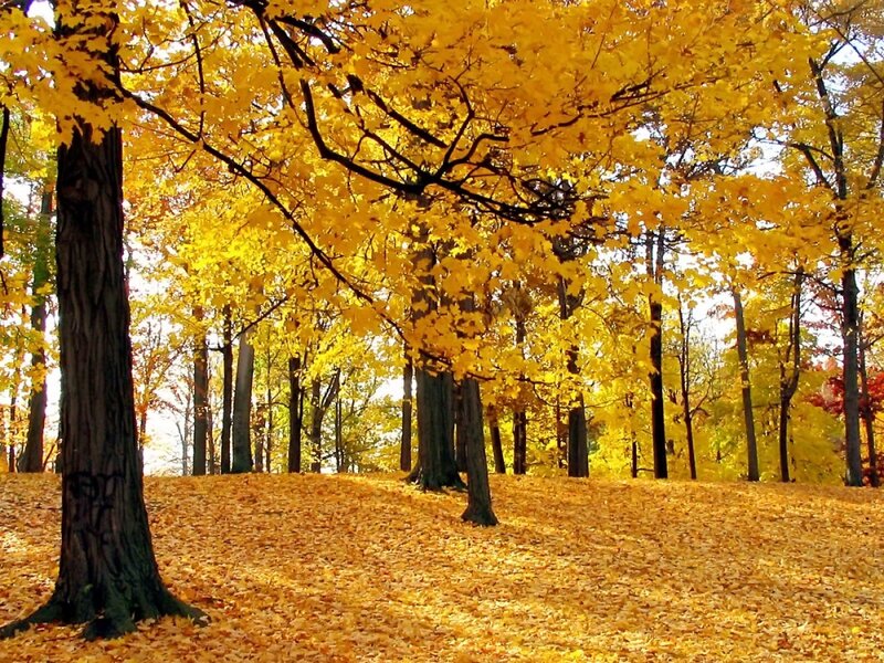 Autumn forest with golden leaves