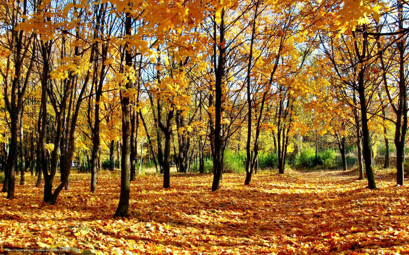 Autumn forest with golden leaves