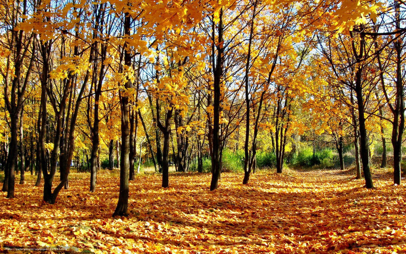 Autumn forest with golden leaves
