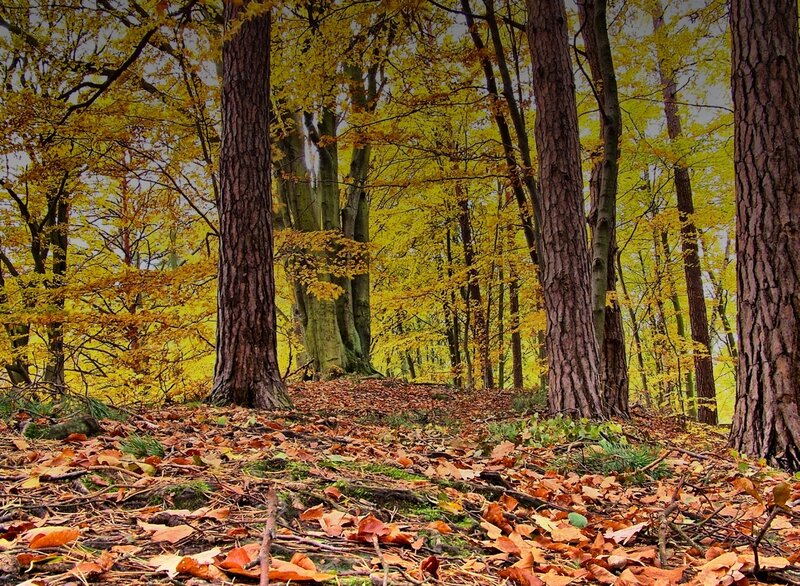 Autumn forest with golden leaves