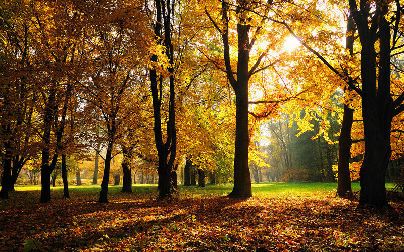 Autumn forest with golden leaves