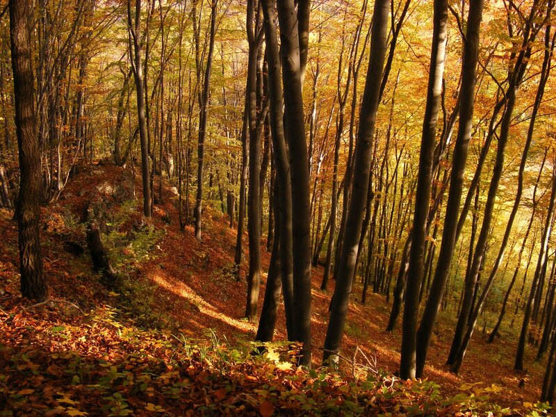 Autumn forest with golden leaves