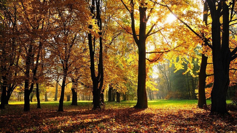 Autumn forest with golden leaves