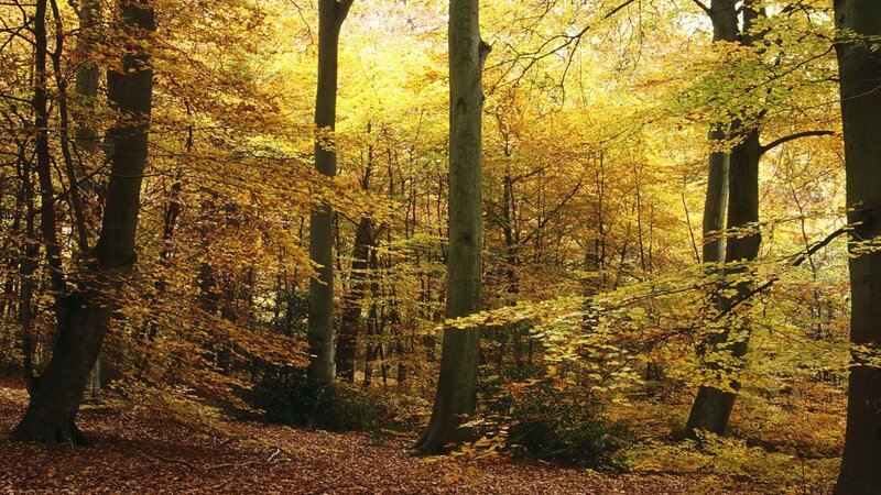 Autumn forest with golden leaves