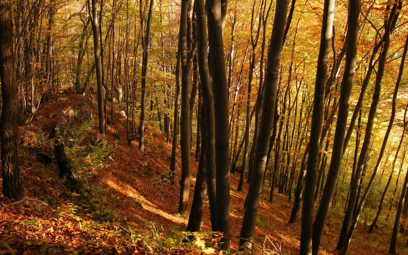 Autumn forest with golden leaves