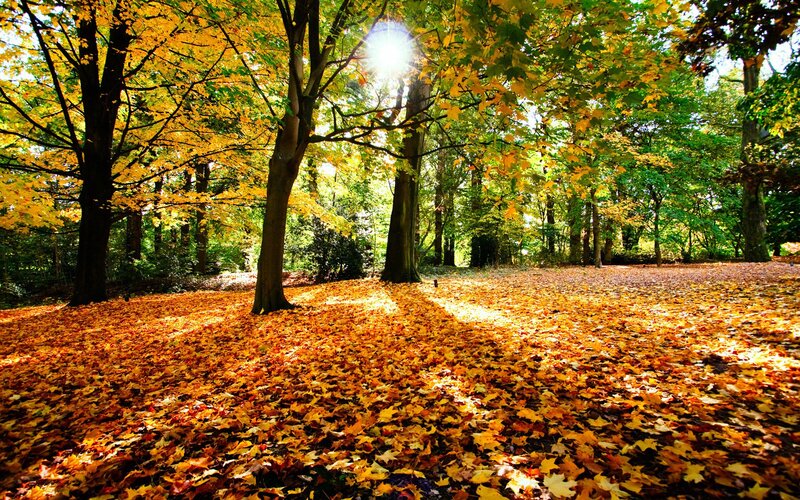 Autumn forest with golden leaves