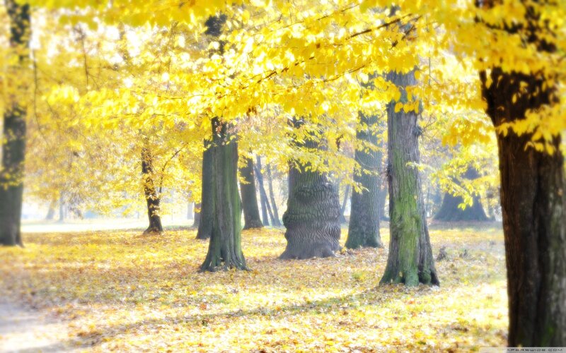 Autumn forest with golden leaves