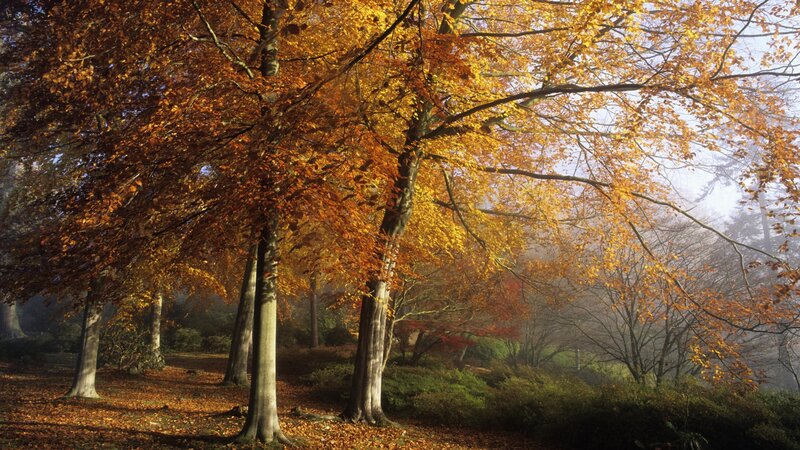 Autumn forest with golden leaves