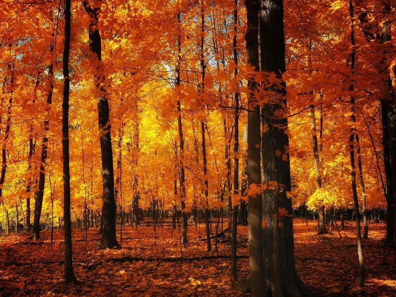 Autumn forest with golden leaves