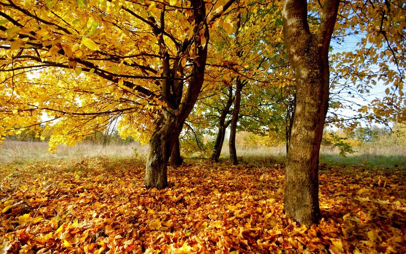 Autumn forest with golden leaves
