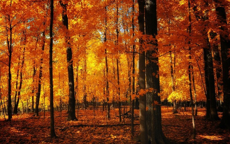 Autumn forest with golden leaves