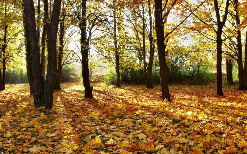 Autumn forest with golden leaves