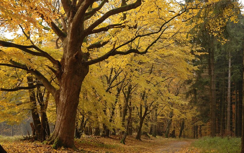 Autumn forest with golden leaves