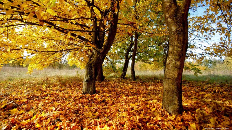 Autumn forest with golden leaves