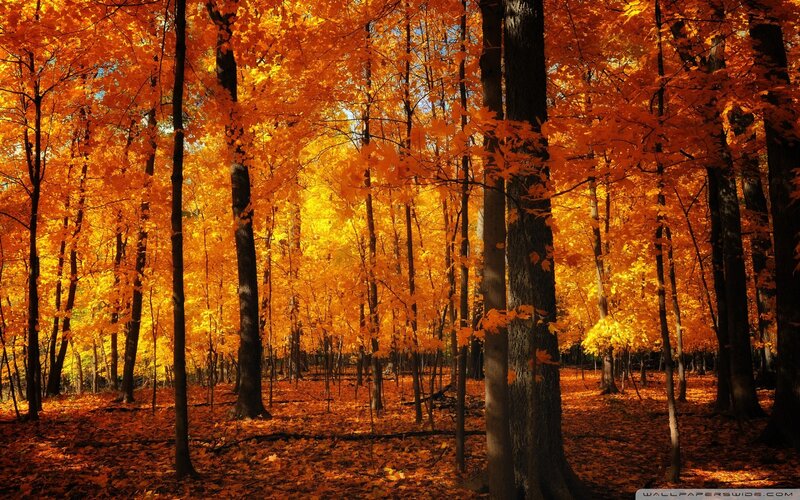 Autumn forest with golden leaves