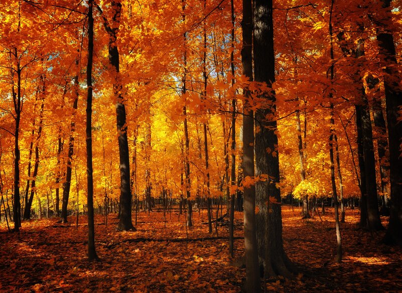 Autumn forest with golden leaves