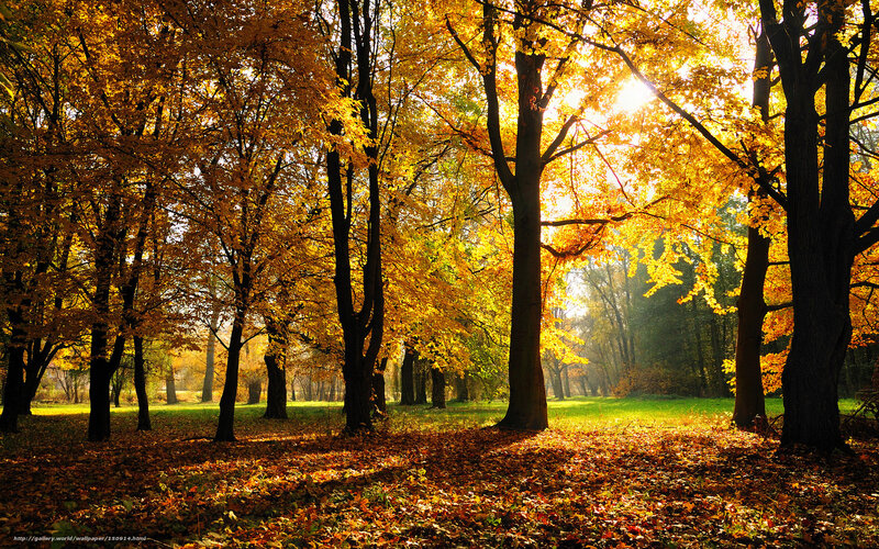 Autumn forest with golden leaves