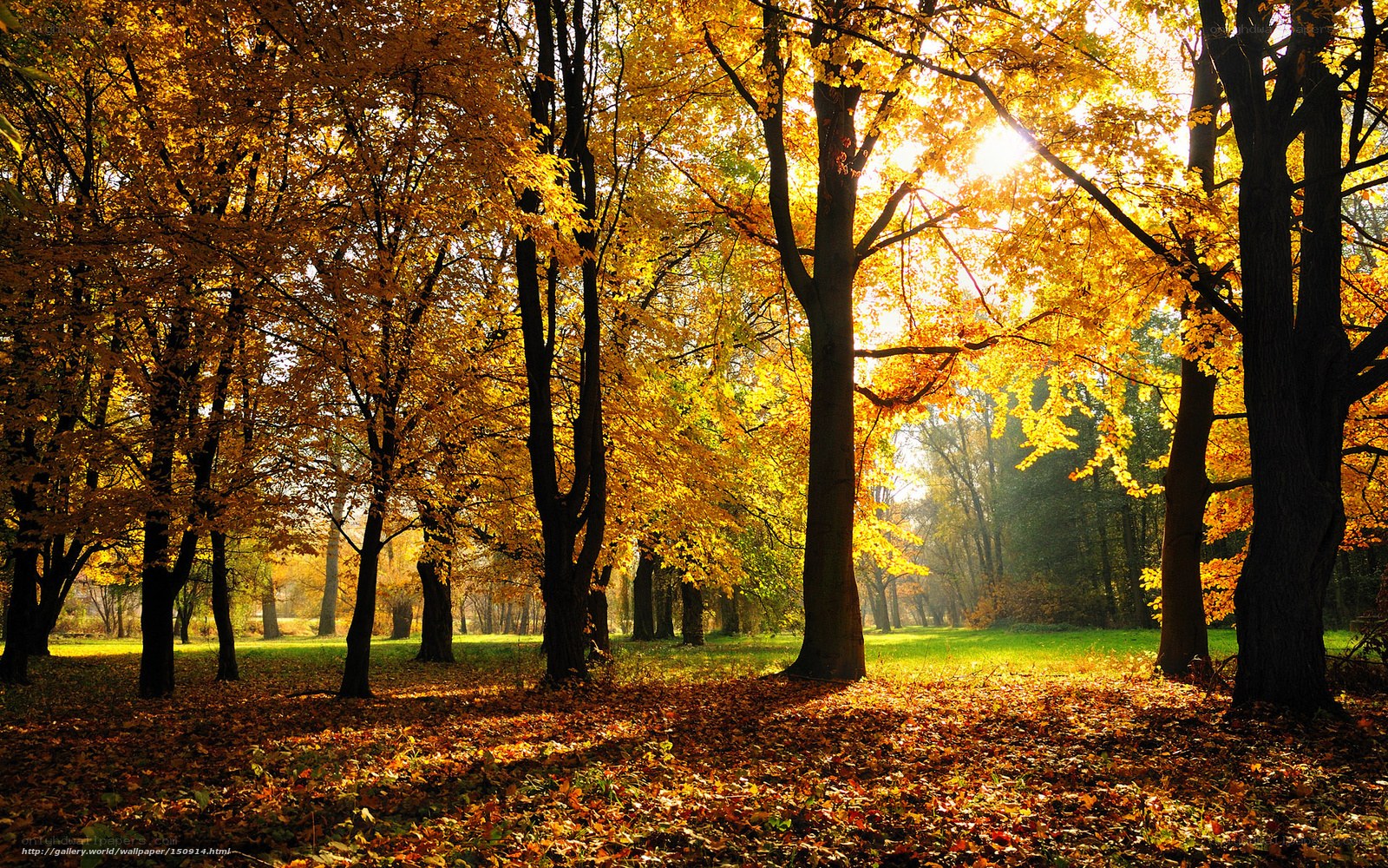 Autumn forest with golden leaves