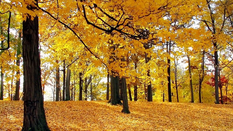 Autumn forest with golden leaves