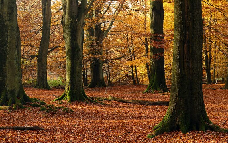 Autumn forest with golden leaves