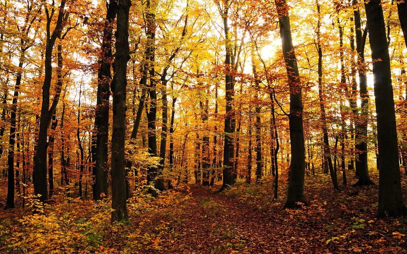 Autumn forest with golden leaves