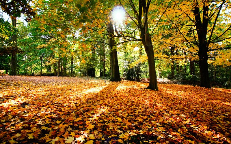 Autumn forest with golden leaves