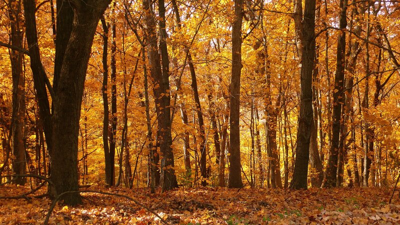 Autumn forest with golden leaves