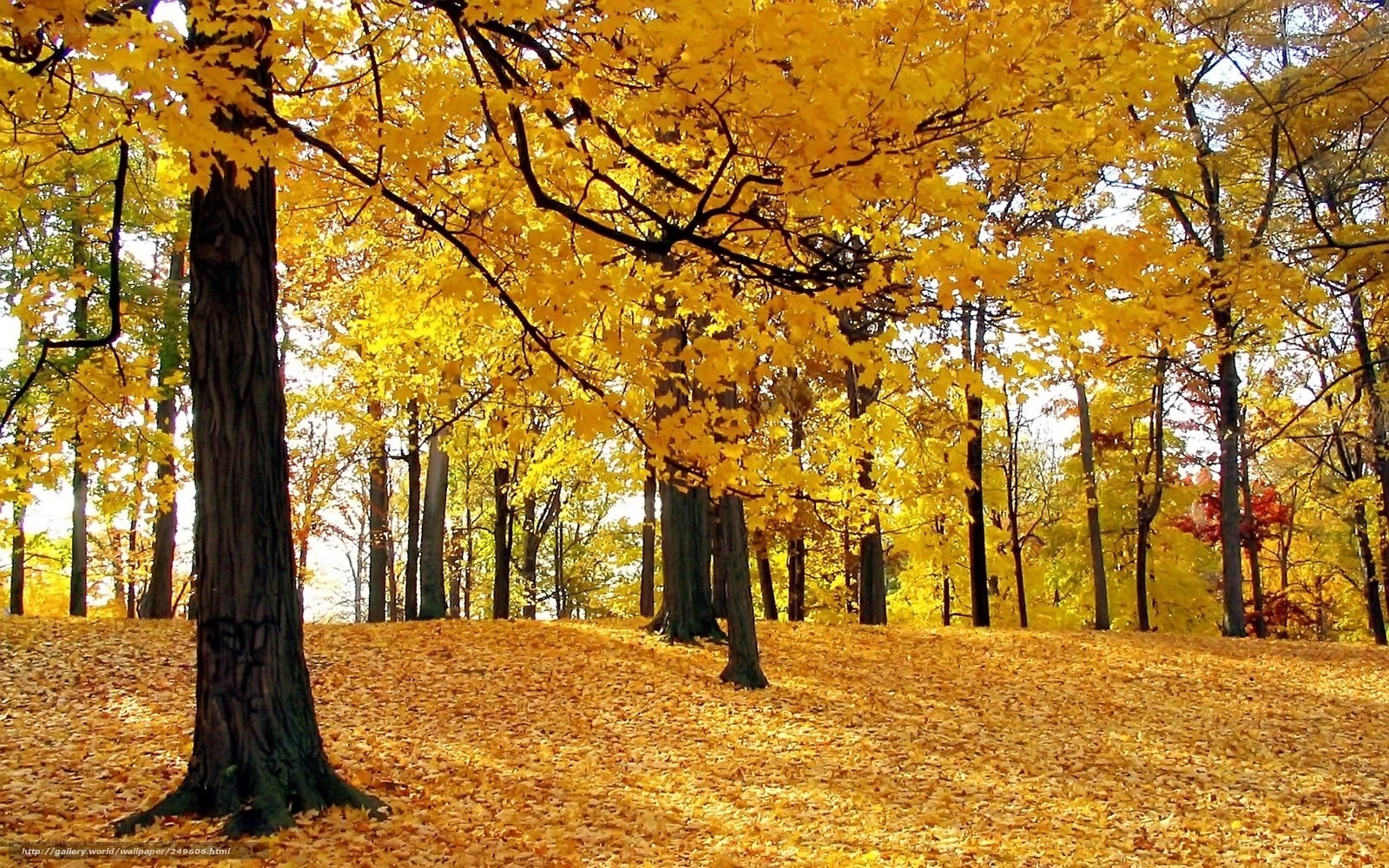 Autumn forest with golden leaves
