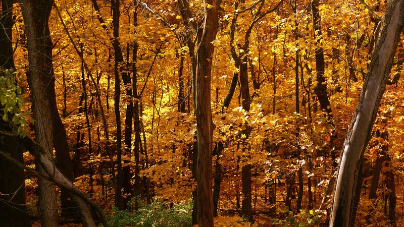 Autumn forest with golden leaves