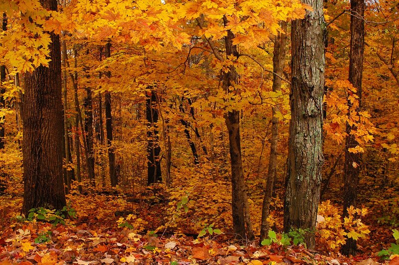 Autumn forest with golden leaves