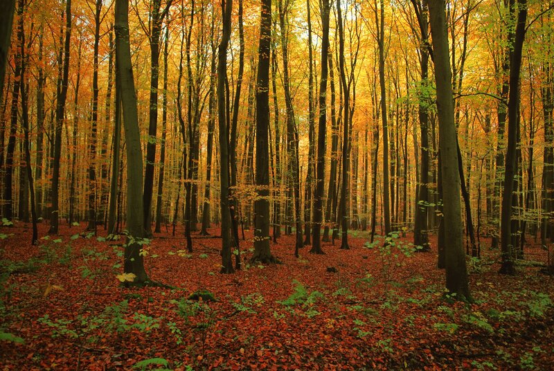 Autumn forest with golden leaves