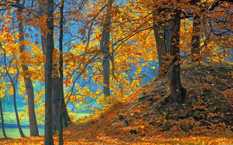 Autumn forest with golden leaves