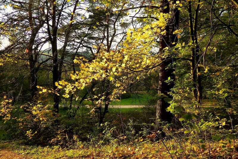 Autumn forest with golden leaves
