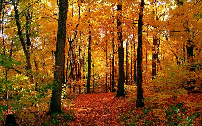 Autumn forest with golden leaves