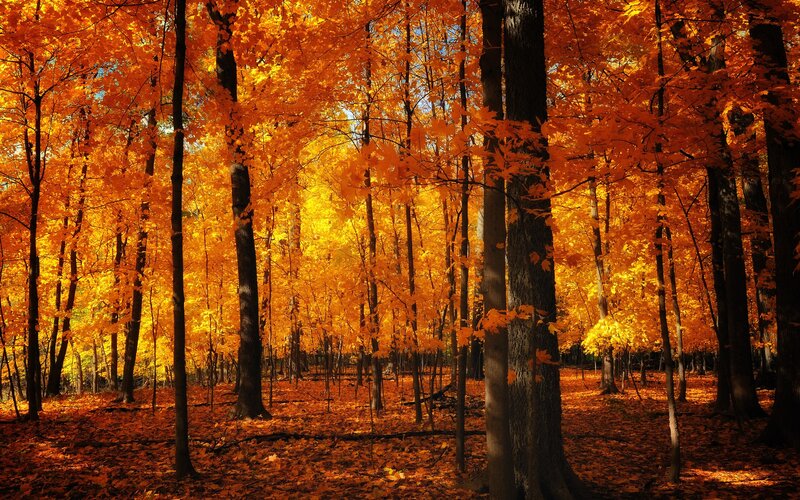 Autumn forest with golden leaves