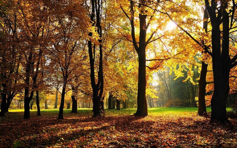 Autumn forest with golden leaves