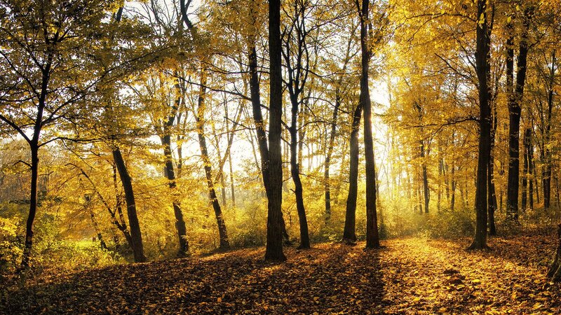 Autumn forest with golden leaves