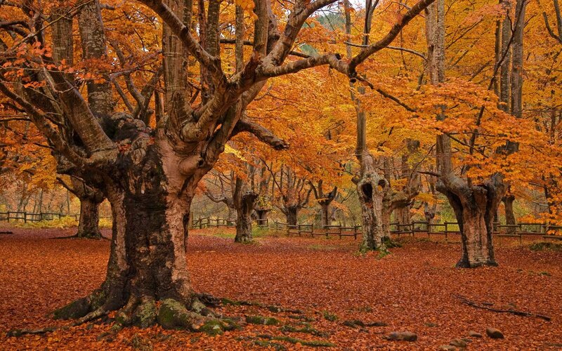 Autumn forest with golden leaves