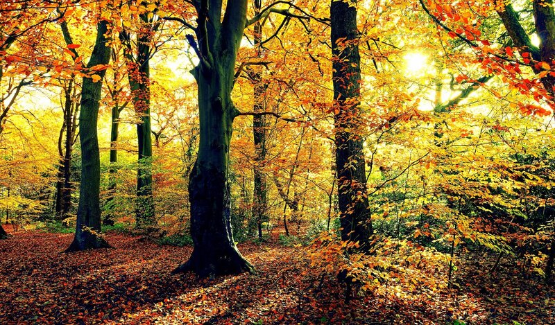 Autumn forest with golden leaves