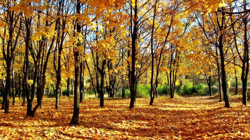 Autumn forest with golden leaves