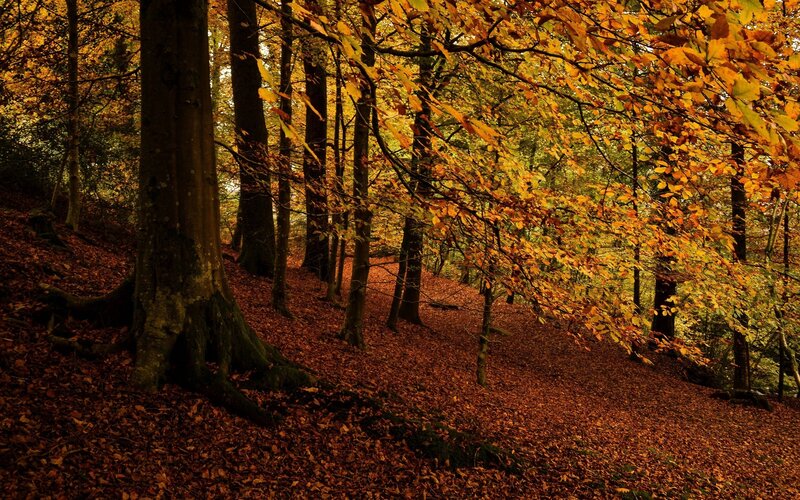 Autumn forest with golden leaves