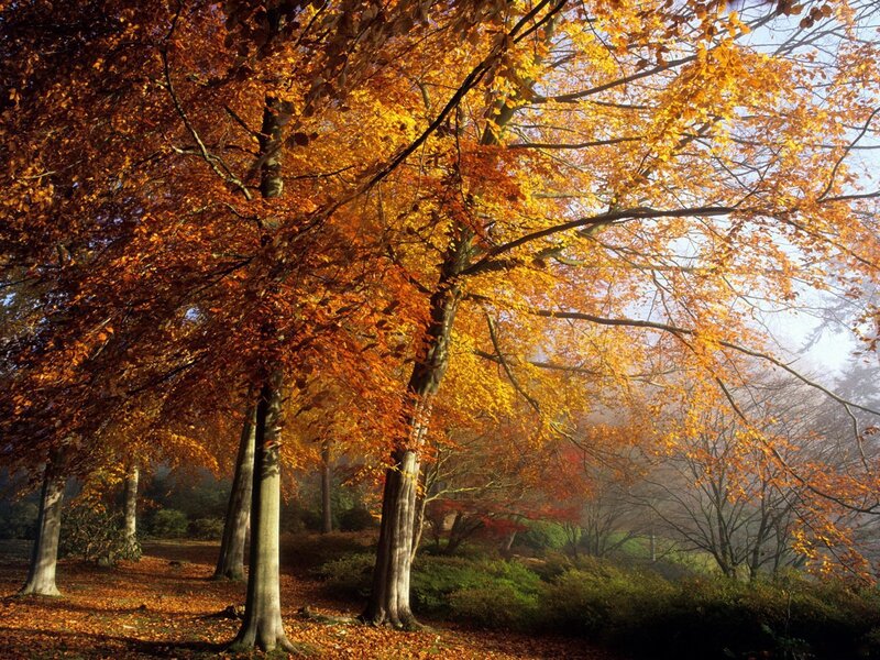 Autumn forest with golden leaves