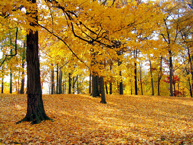 Autumn forest with golden leaves