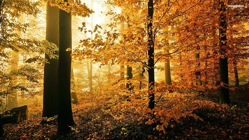 Autumn Forest with Golden Leaves — Gold